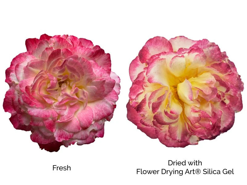 Keep blooms looking fresh forever with ACTIVA Flower Drying Art Silica Gel